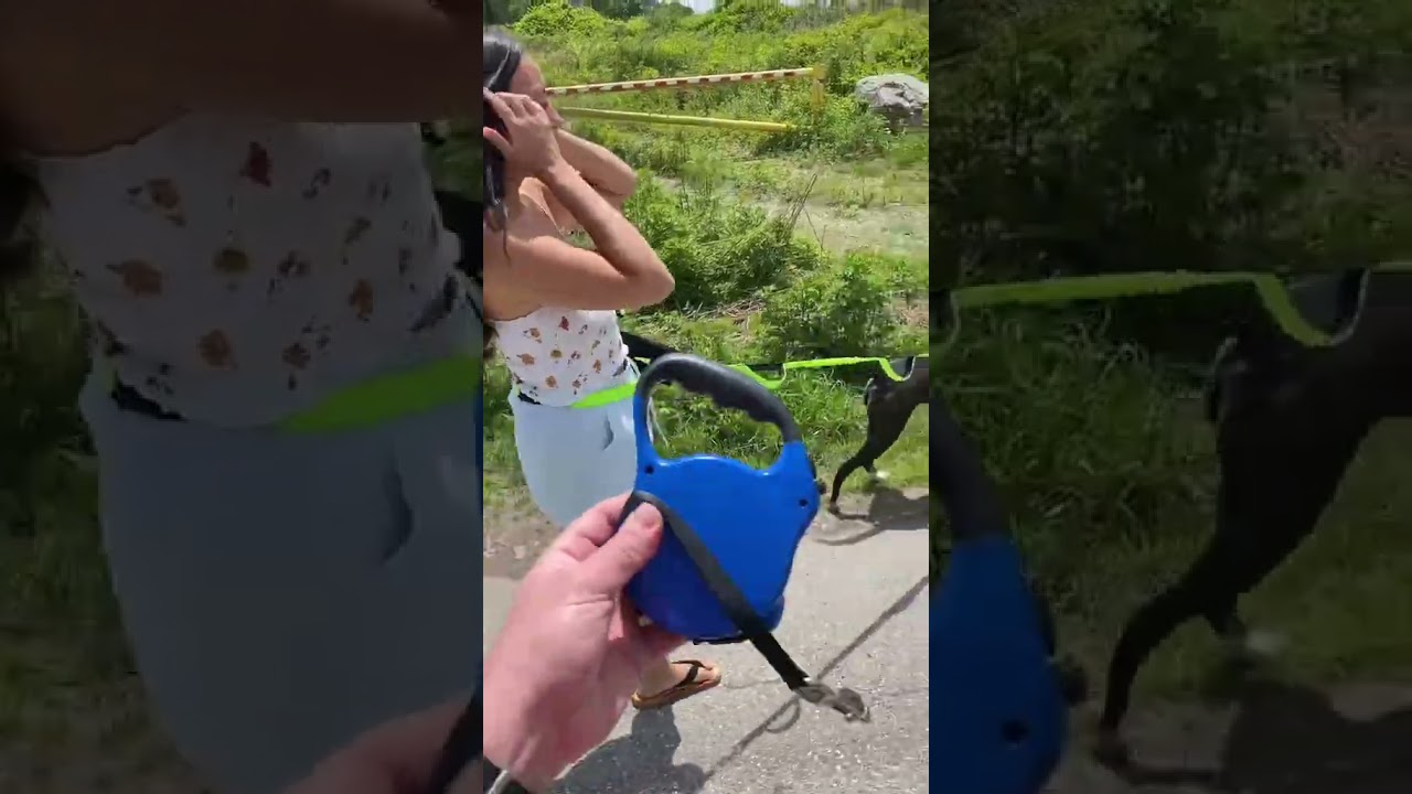 Теперь она может выгуливать свою собаку на поводке, не боясь, что он порвется!! #собачийповодок #...