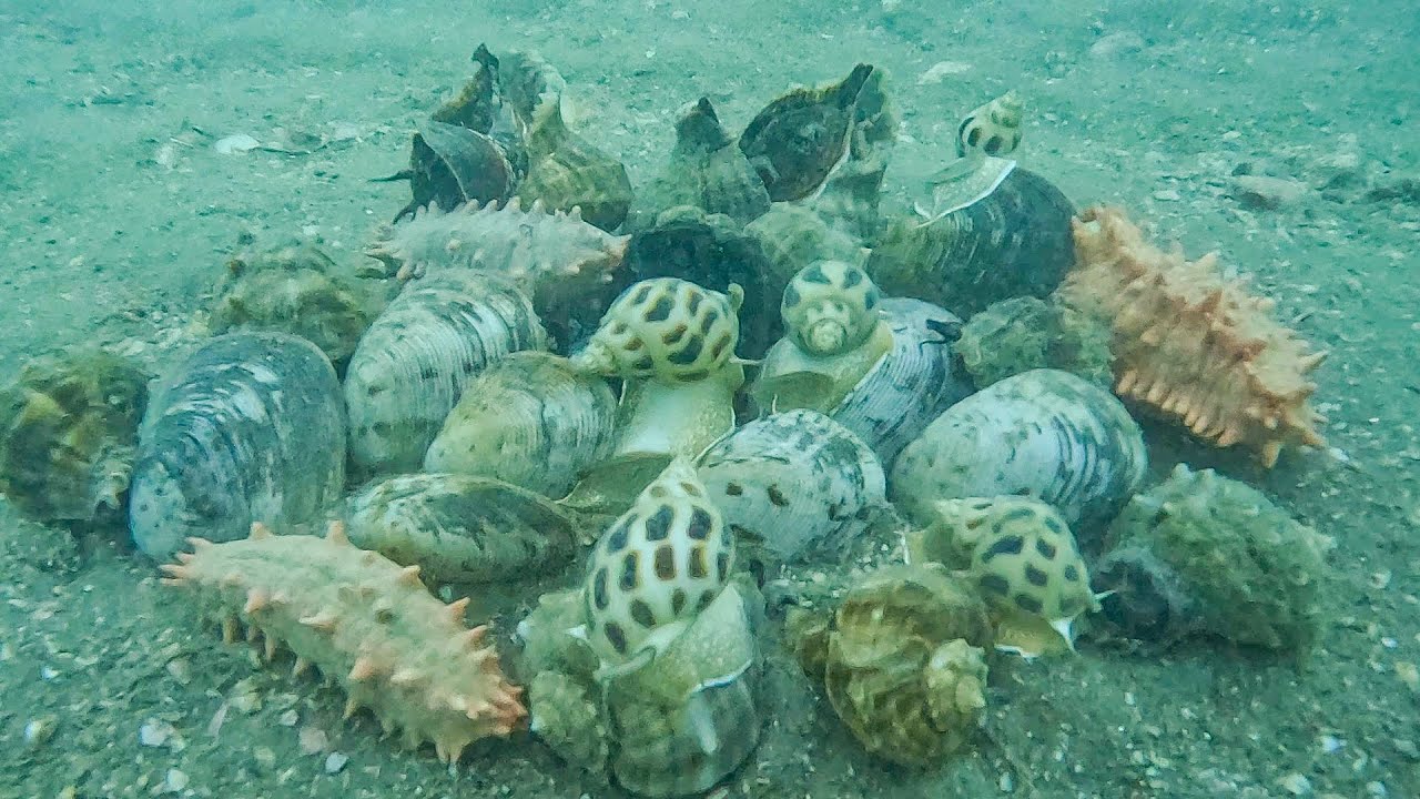 Diving at the Beginning of 2026_Struck Gold: Finding a Lucky Seafood Spot and Earning Millions P355