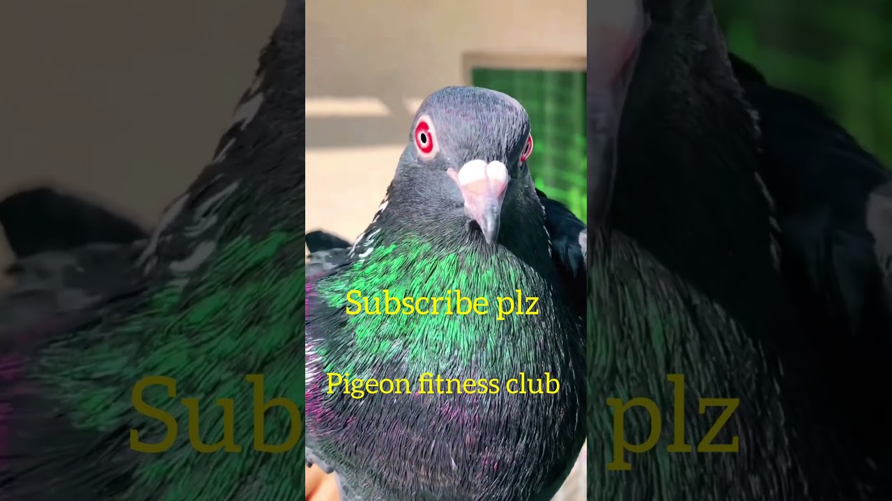Red eyes #kabootar #bird #birdspecies #pigeonbird #pigeon
