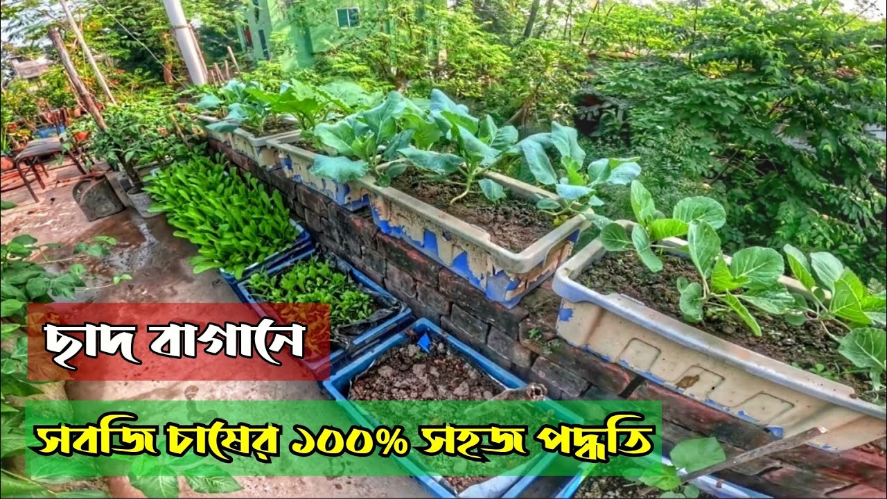 ছাদে সবজি বাগান করার ১০০% সহজ পদ্ধতি। Easy method of vegetable gardening on the roof.