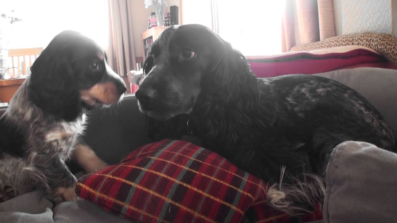 Pippa meets and gets to know her new little sister, Tilly