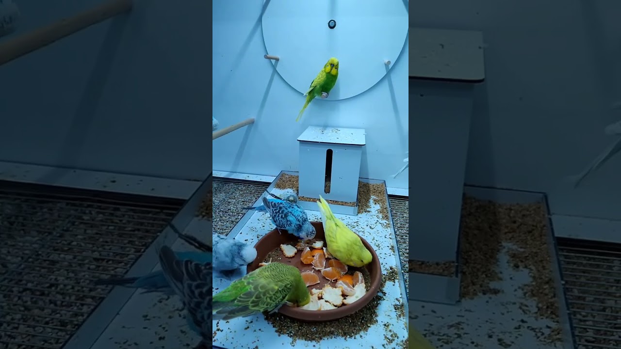 Beautiful birds eating orange 🍊 #shorts #birds 🐥🦜🦜