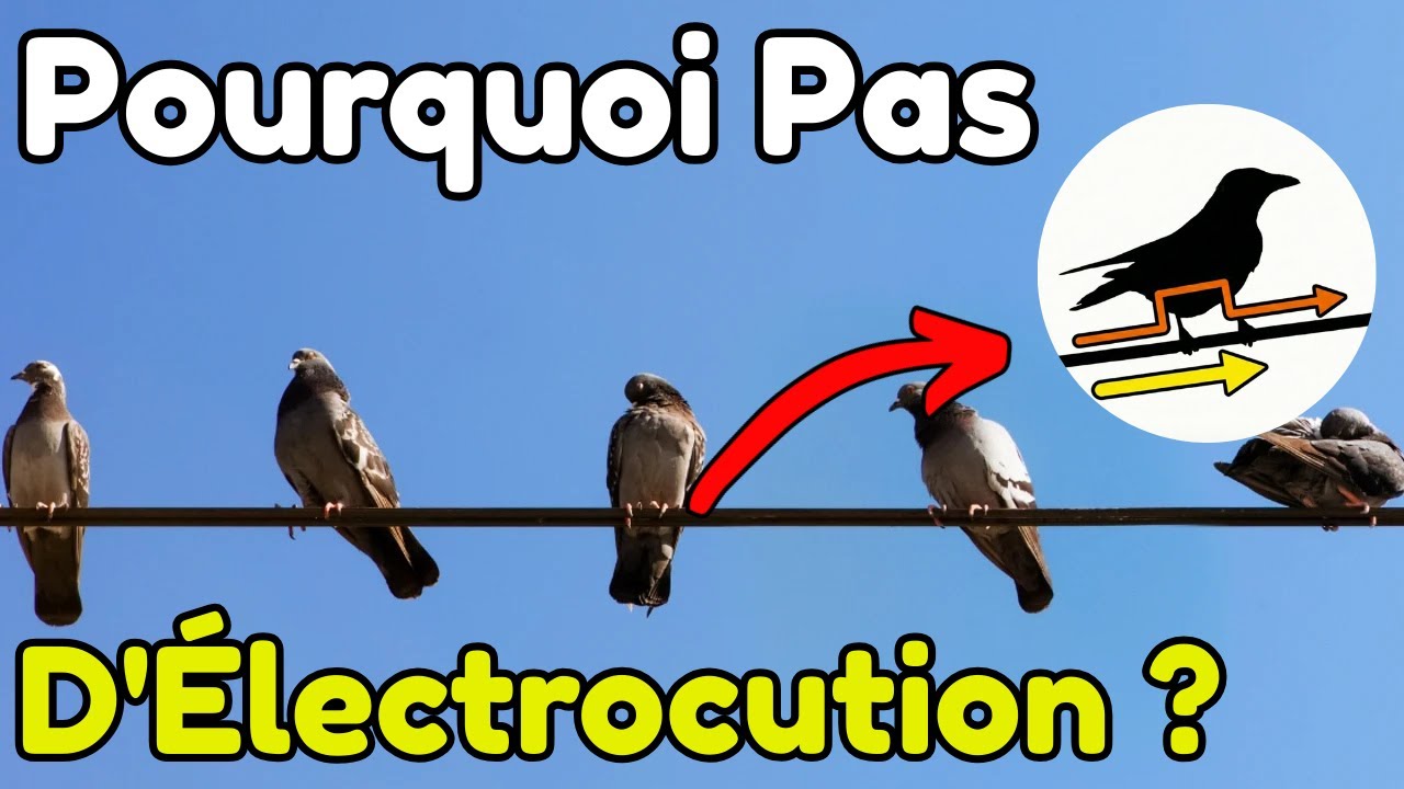 Pourquoi Les Oiseaux NE S'ÉLECTROCUTENT PAS Sur Les Lignes De Haute Tension ?