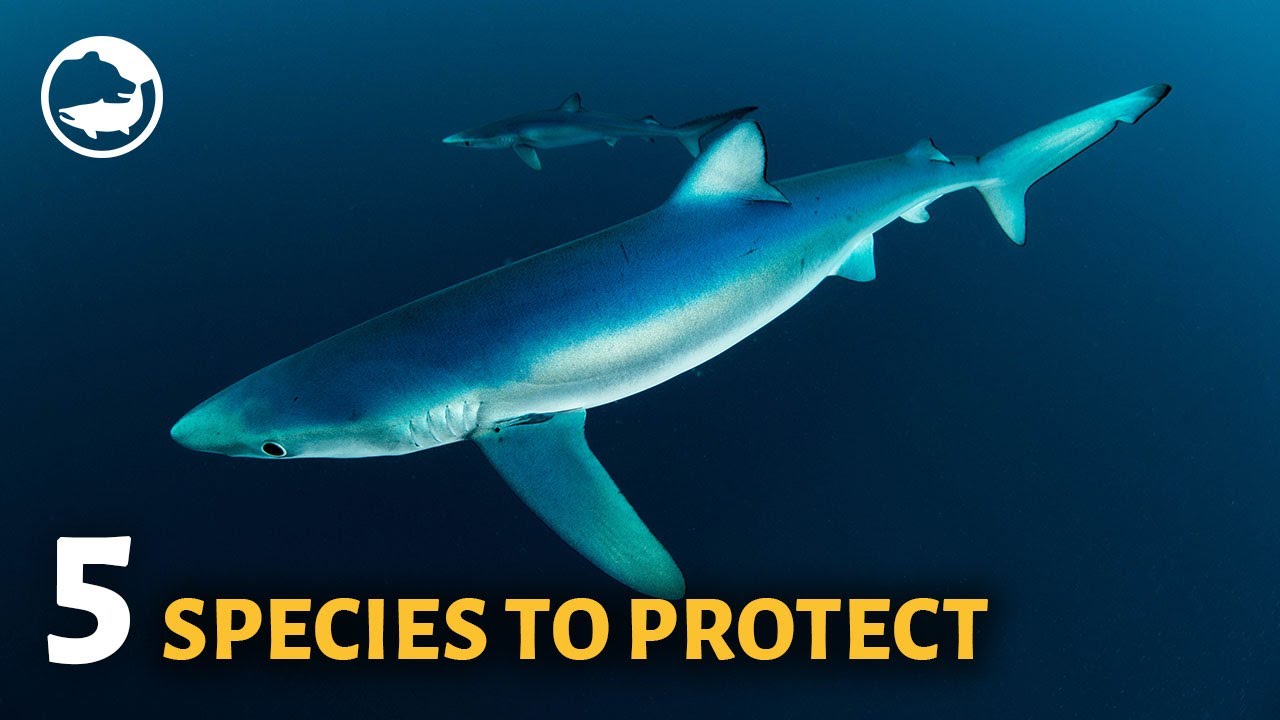 5 Species to Remember for Marine Protection