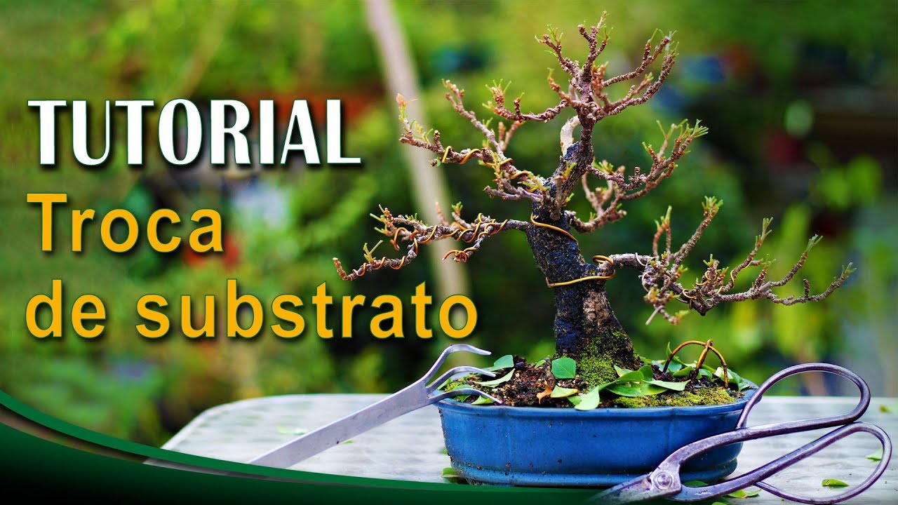 Troca de Substrato (solo) do Bonsai - Tutorial Completo, Passo a Passo para Iniciantes