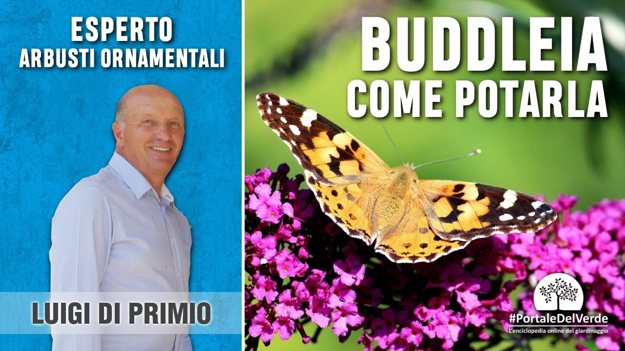 Come potare la Buddleia o albero delle farfalle