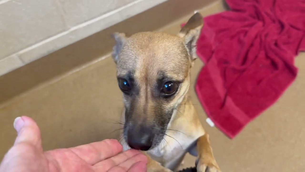 Emergency! Time is Running Out for This Adorable Duo! Just 2 yr. old Fred Jones & Daphne Blake!