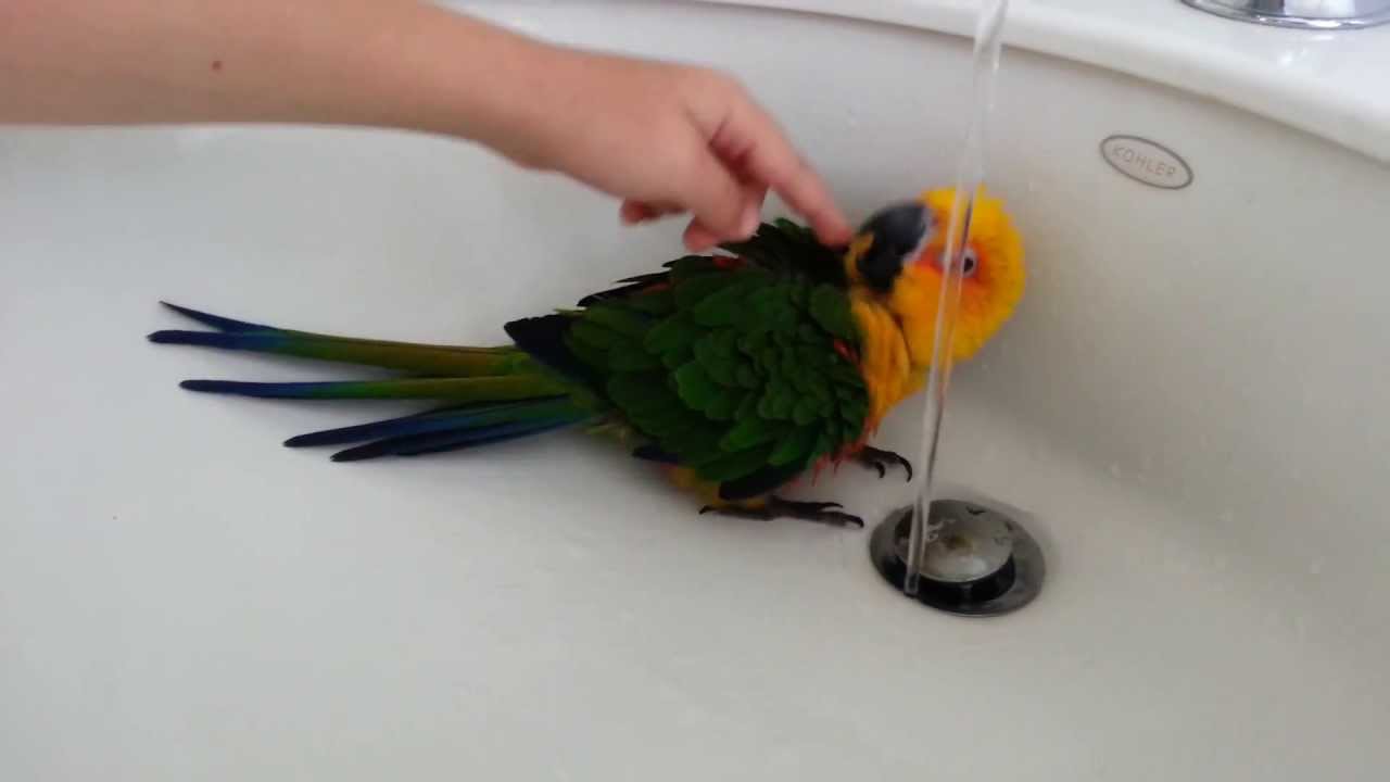 My Jenday Conure loves her baths!