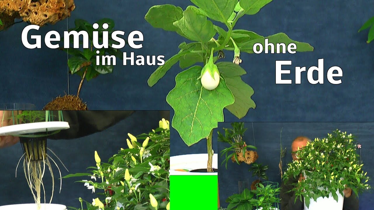 Hydroponik Gemüse im Haus Chili, Tomate, Aubergine in der Anzucht wie das geht