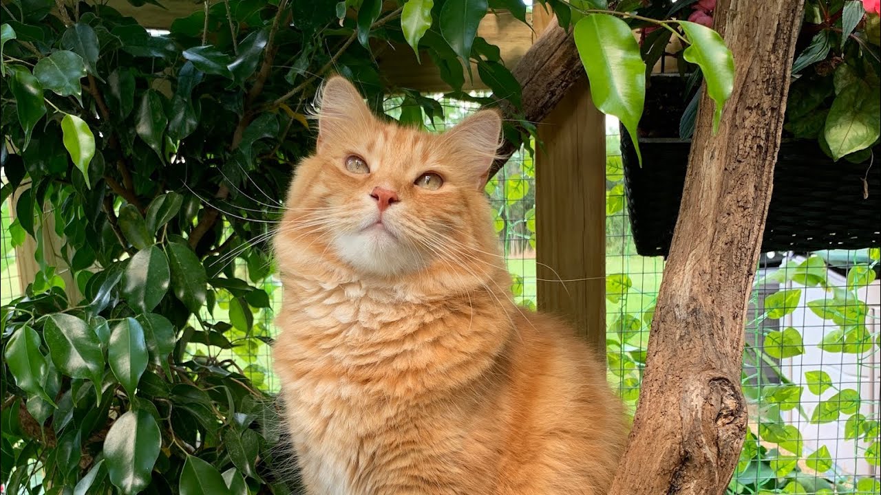 Building a Catio 2023