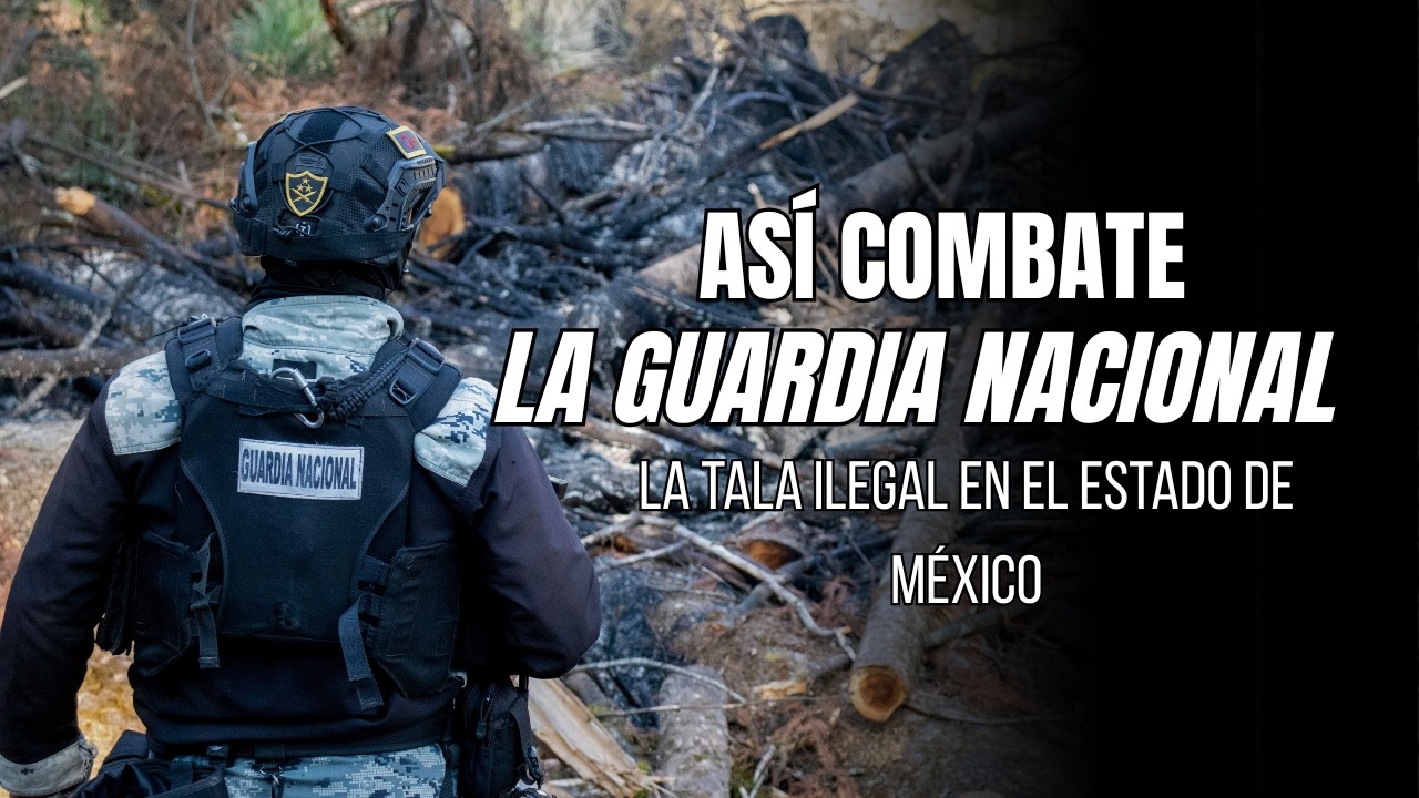 ASÍ COMBATE LA GUARDIA NACIONAL LA TALA ILEGAL EN EL ESTADO DE MÉXICO