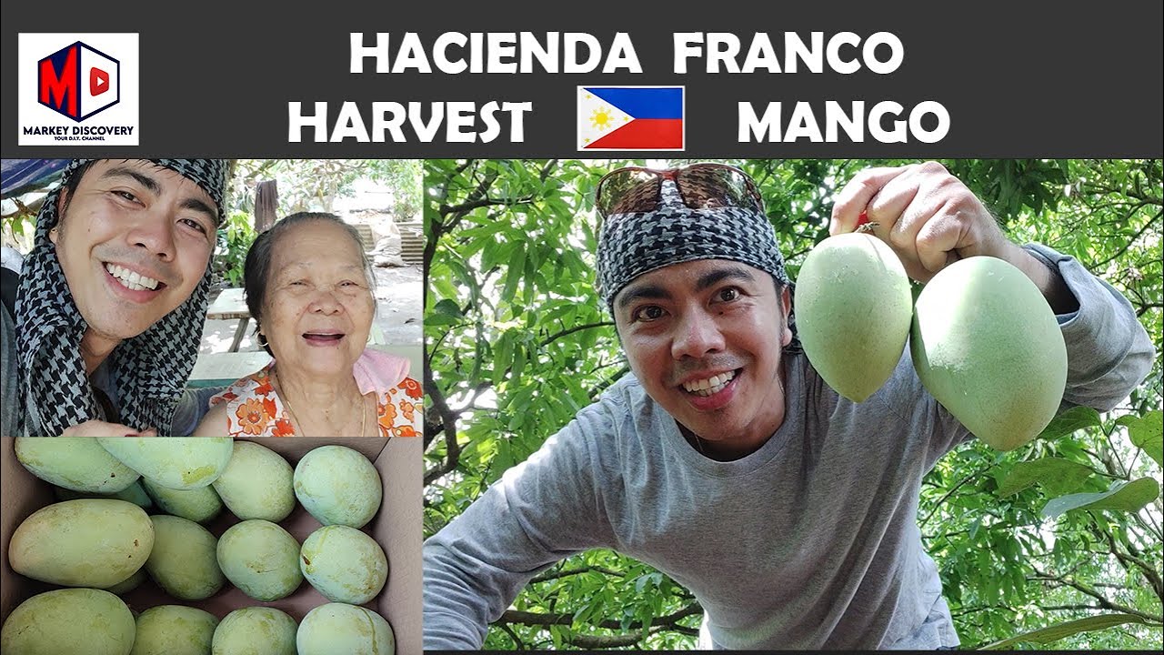 HARVEST PHILIPPINE MANGO | WELCOME SA AMING MANGGAHAN | MANGGAHAN SA PROBINSYA