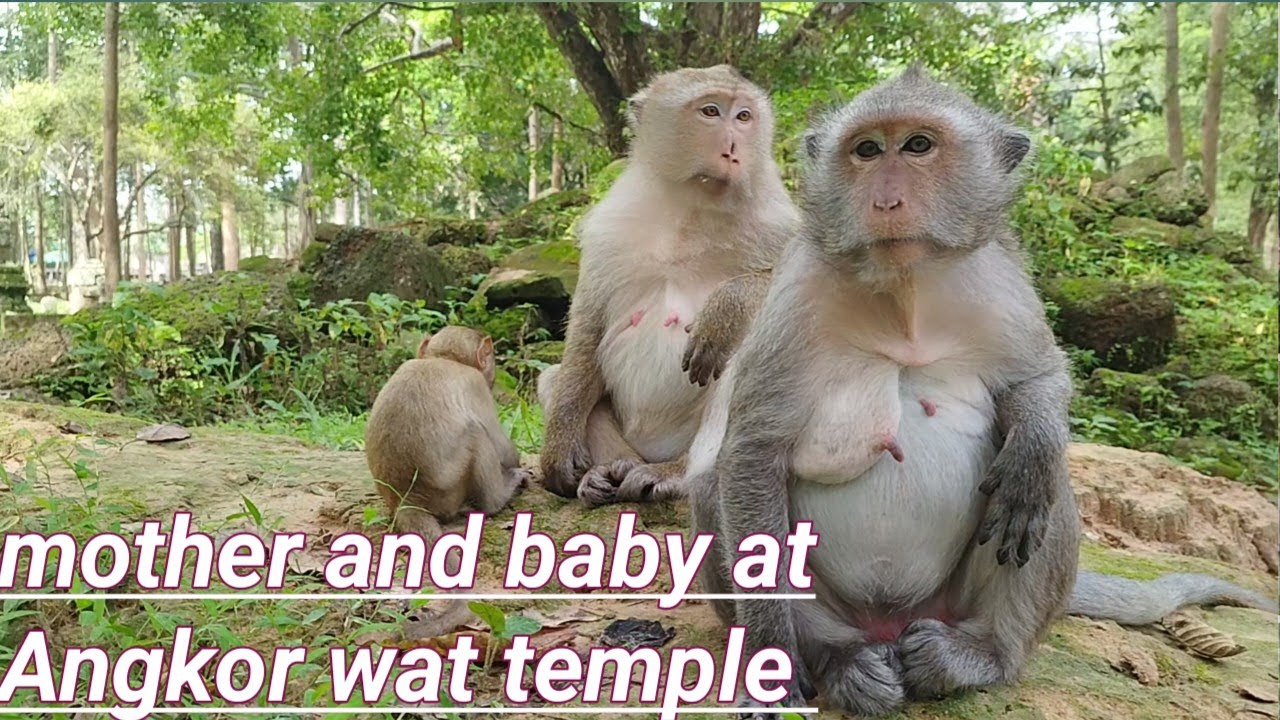 monkey Life in Cambodia at Angkor wat temple