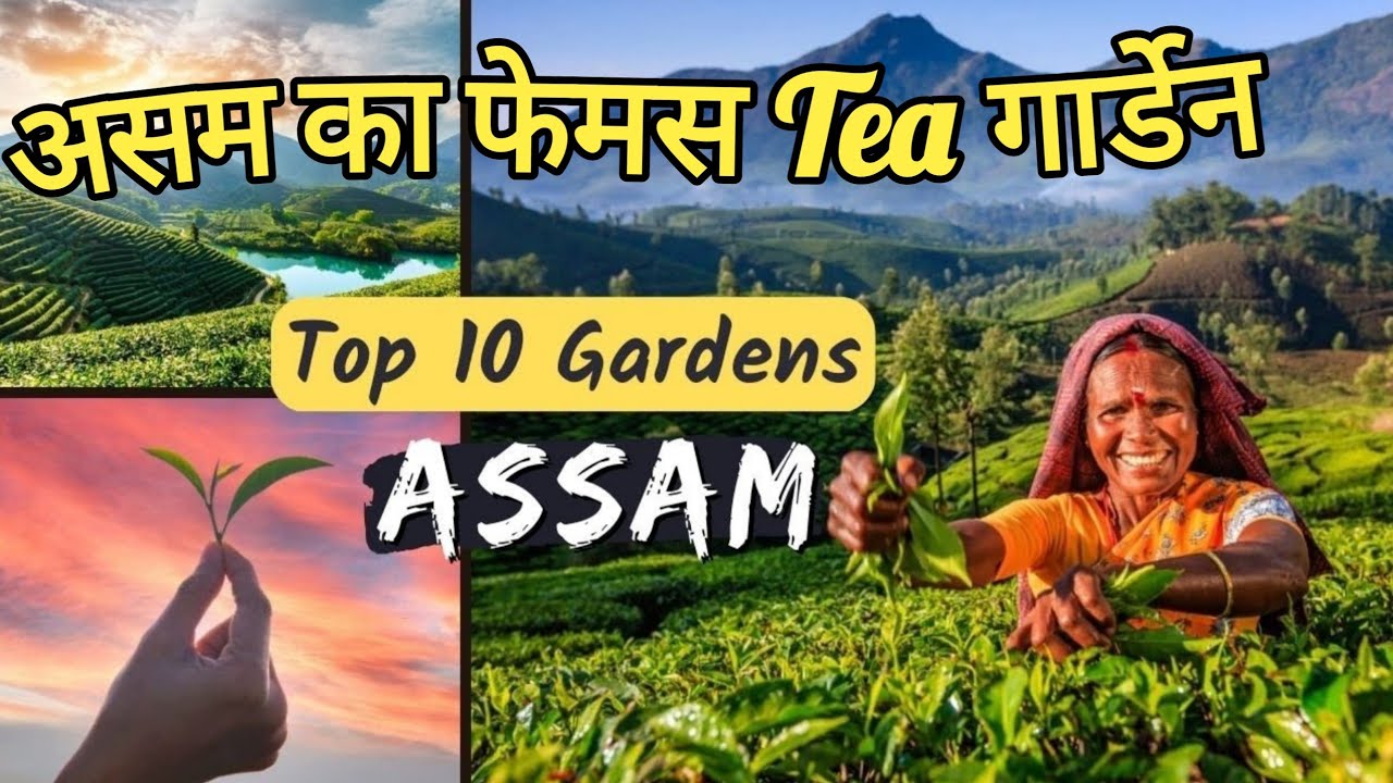 Top 10 Tea Garden of Assam | Chai Guru | #teabusiness #tea