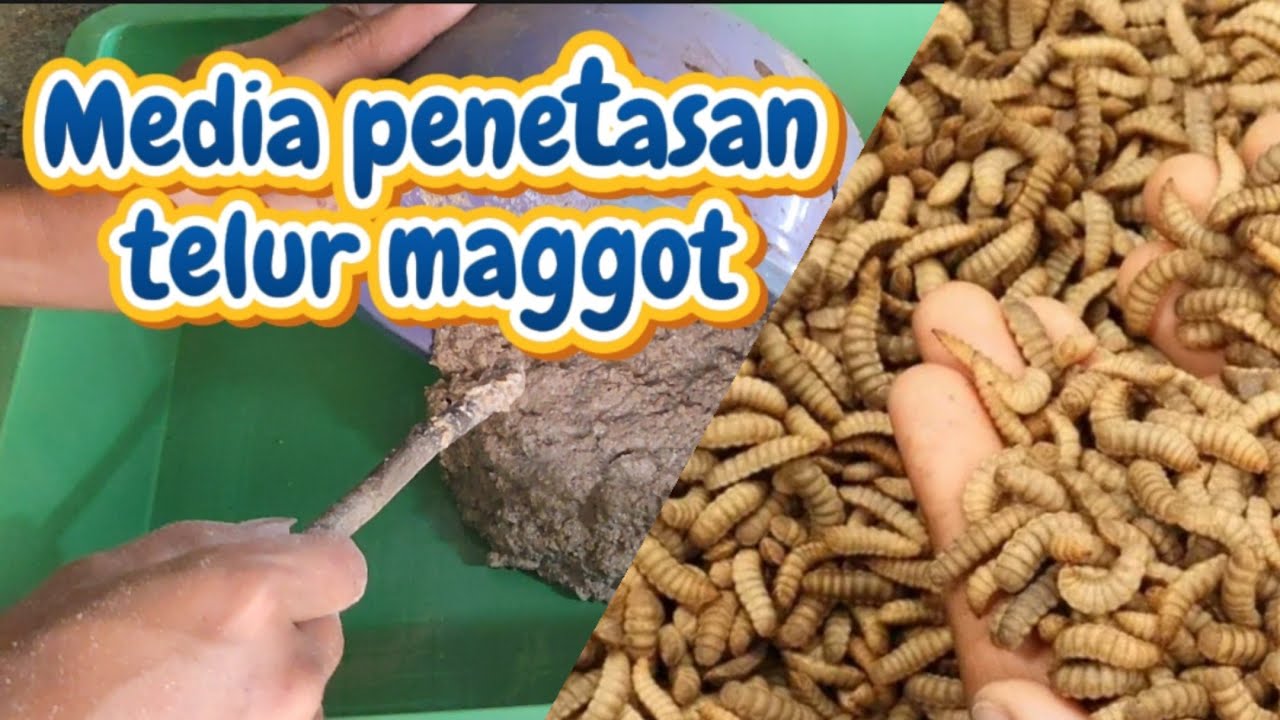Cara Membuat Media Penetasan Telur Maggot dari Dedak, Tempe & Terasi