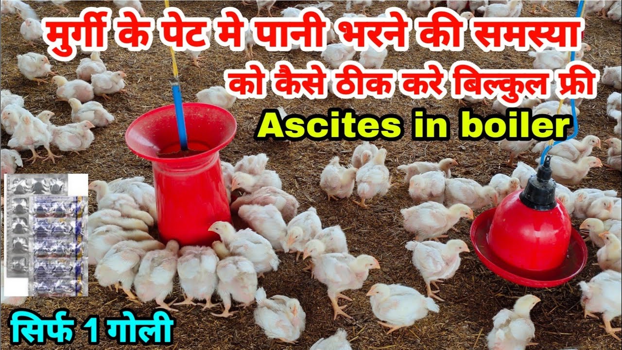 मुर्गी मे होनेवाली असैटिस बीमारी का इलाज कैसे करे | Ascites in boiler poultry