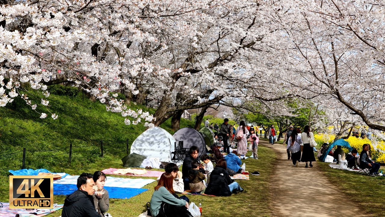 桜祭りの季節に日本のリラックス方法を発見しましょう | 埼玉権現堂公園  | 埼玉旅行