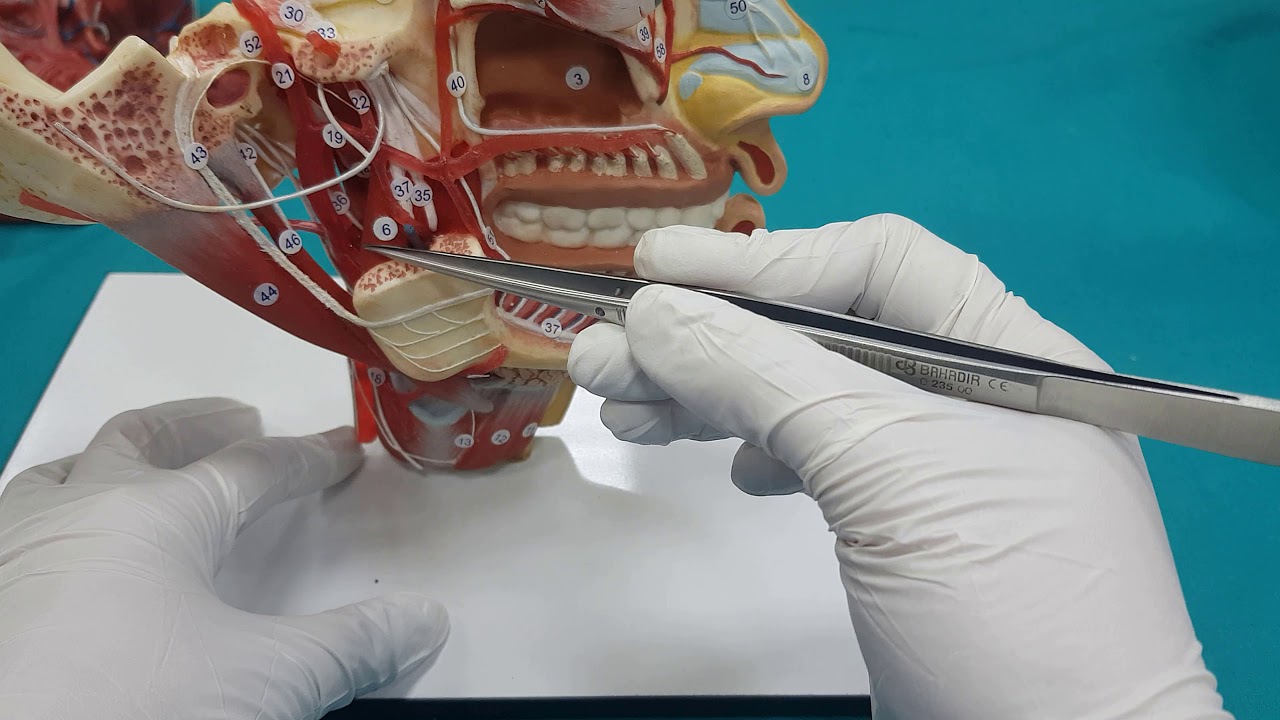 Baş-Boyun Arterleri Anatomisi (2.Bölüm)