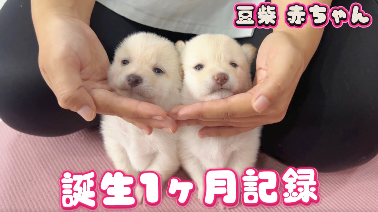 【豆柴犬】白毛編！一瞬で変わりゆく赤ちゃんの成長をまとめました！可愛すぎる記録です【赤ちゃんと癒し】まめしば亭ブログvlog