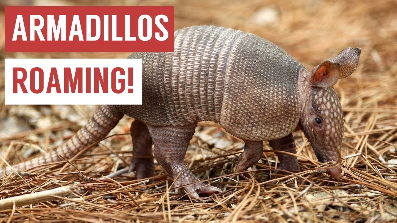 Playful Baby Armadillo Compilation!