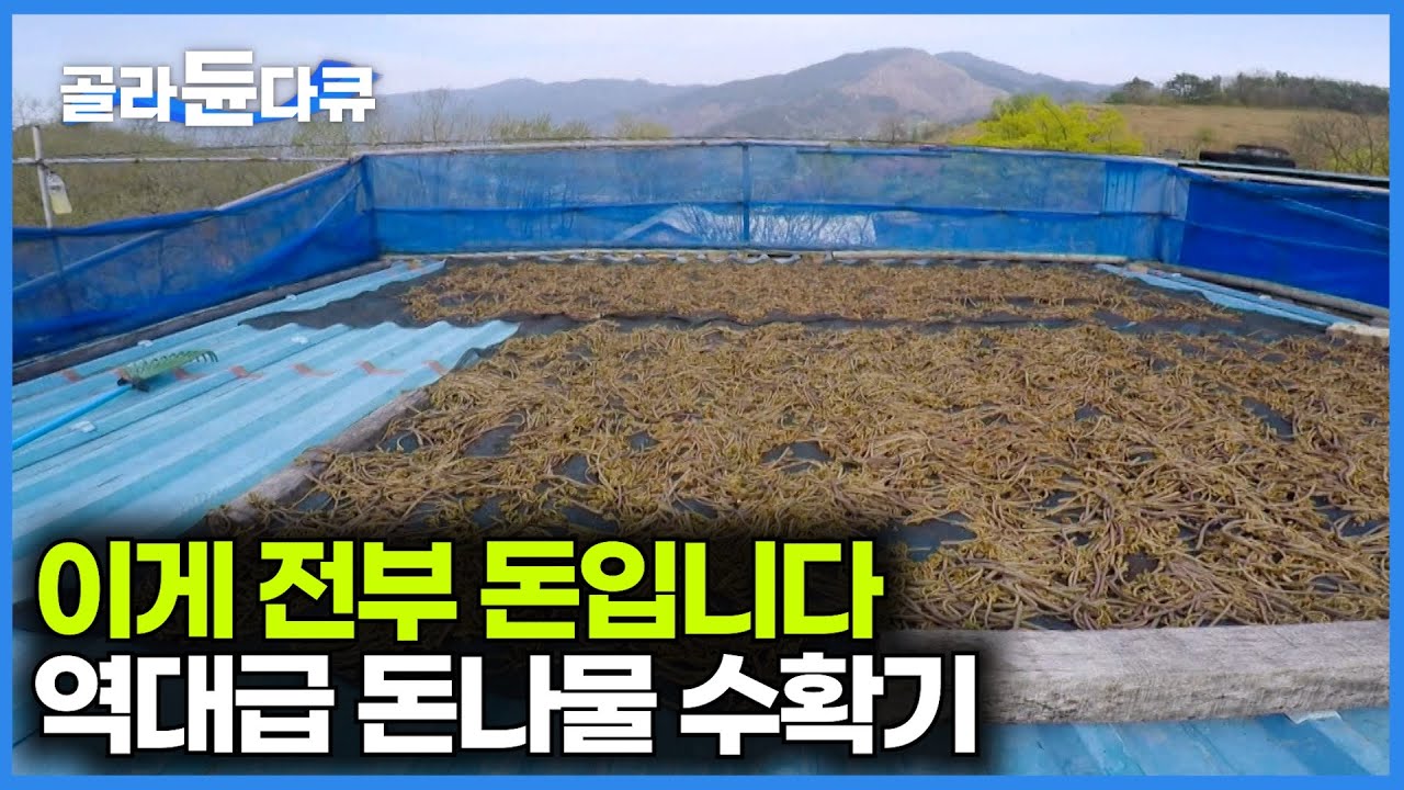 한국에서 인기있는 5대 나물. 4천 평 농장 봄 맞이 고사리 수확｜생각보다 까다로운 고사리 수확하는 과정｜극한직업｜#골라듄다큐