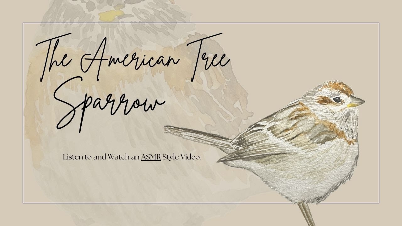 The American Tree Sparrow