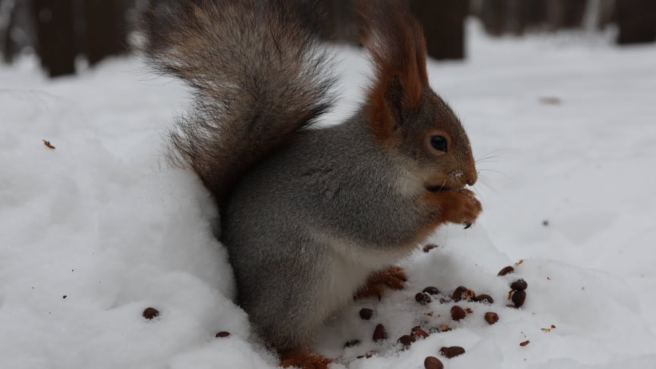 Знакомая белка. Зарисовка / A familiar squirrel. The sketch