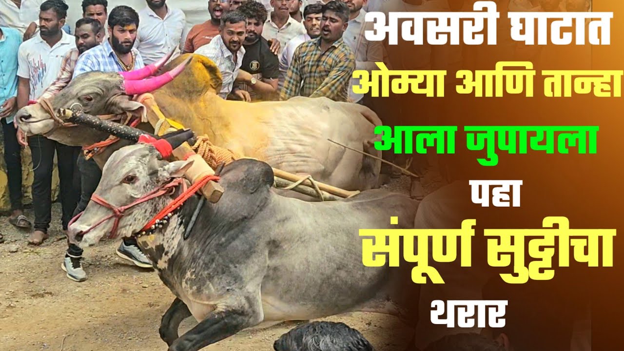 अवसरी घाटात ओम्या आणि तान्हा आला जुपायला ? पहा ओम्या आणि तान्हा चा जुपनीचा थरार ! #bailgada 