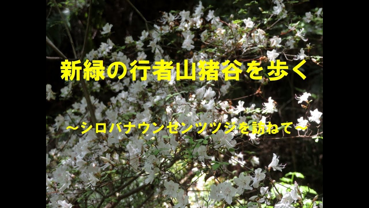 行者山猪谷にシロバナウンゼンツツジを訪ねて