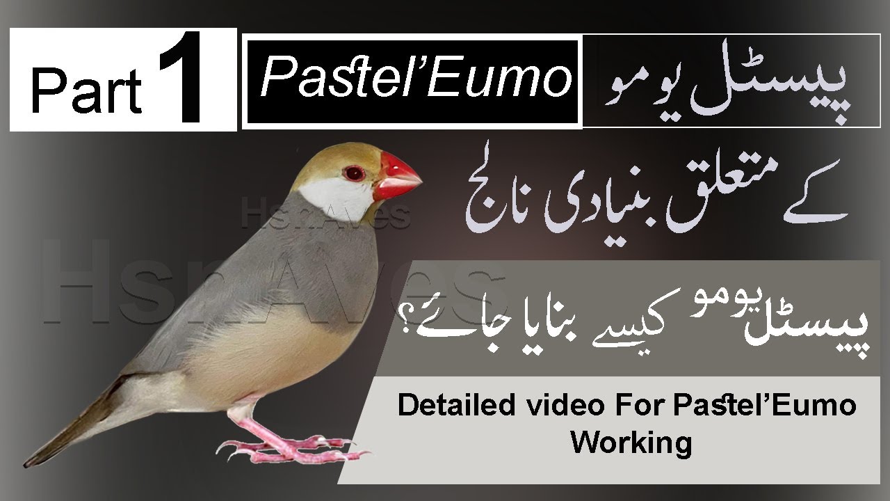 PASTEL EUMO JAVA SPARROW WORKING (Urdu Language) part 1