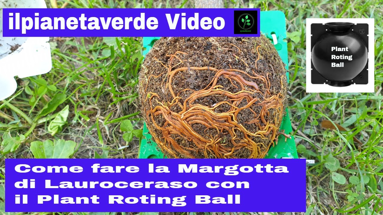 Come riprodurre con la Margotta il Lauroceraso ( Prunus Laurocerasus ) con il Box Plant Rooting Ball