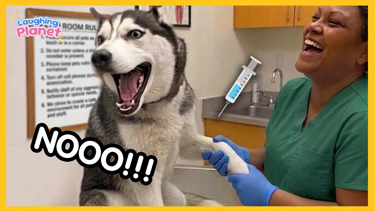FULL Overdramatic Dogs Who Deserve An Oscar 😁 Funny Dog Videos 2026