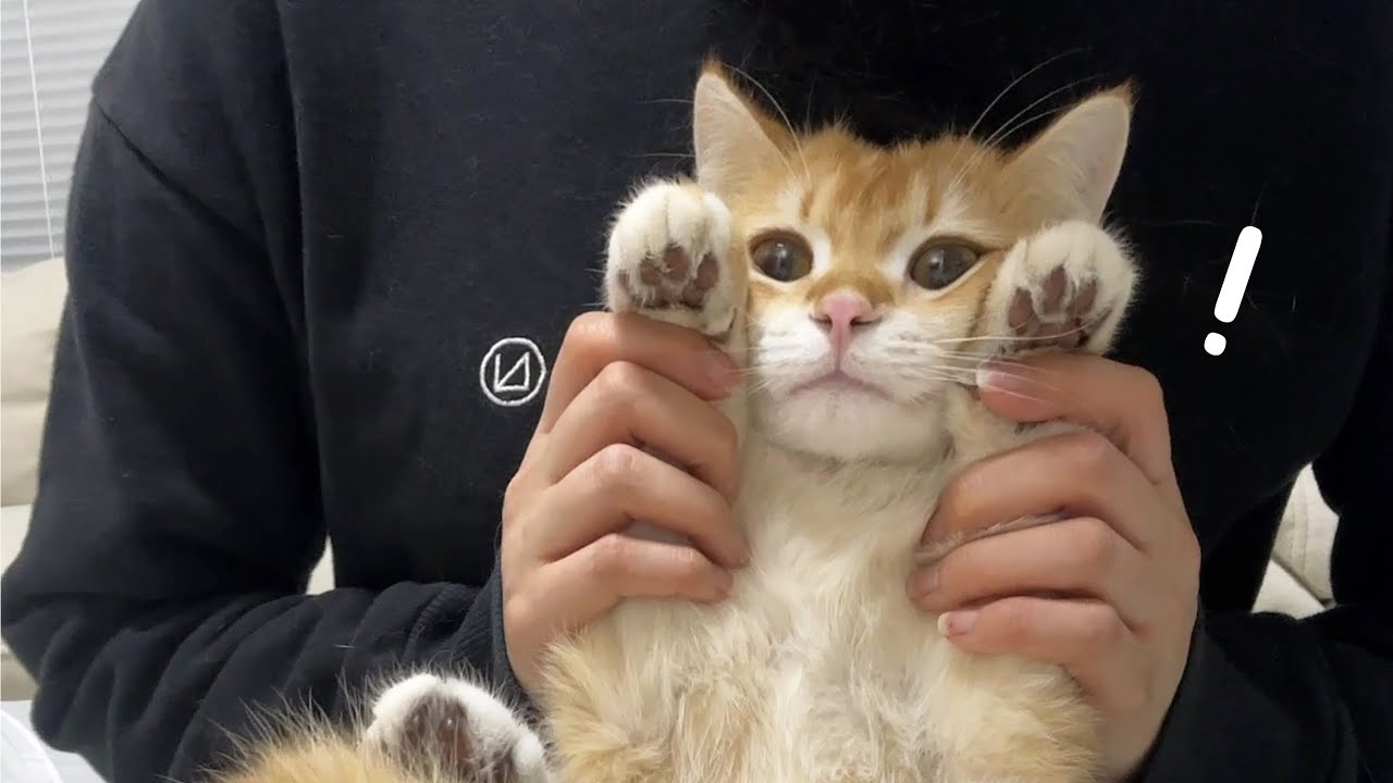 우리 고양이 탭댄스 춘다❗️| 똥팡 중독 | 고양이 젤리 관리하기 | 고양이 브이로그