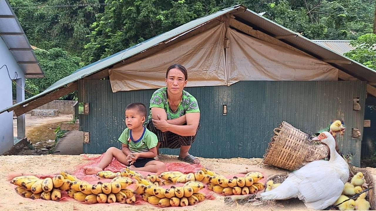 Single mother: Harvesting bananas to sell, Gardening & Buying ducks to raise - Duong Mi