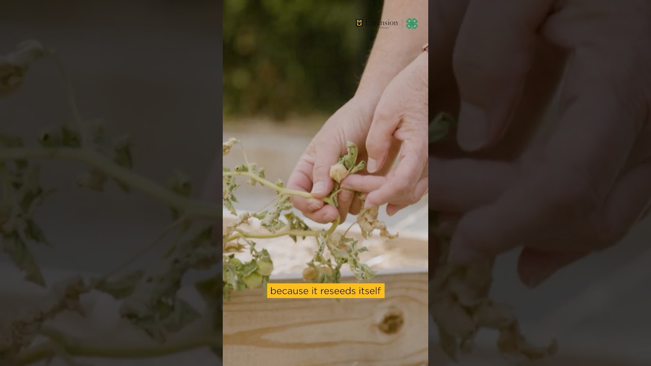 How to Grow Ground Cherries 🌱 | Easy & Self-Reseeding Plant