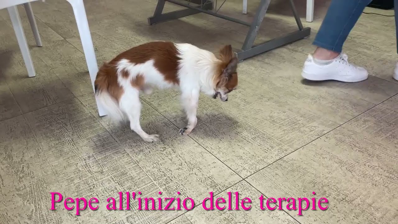 Trattamento conservativo in cane con 3 ernie cervicali - Fisioterapia Veterinaria Pisa®