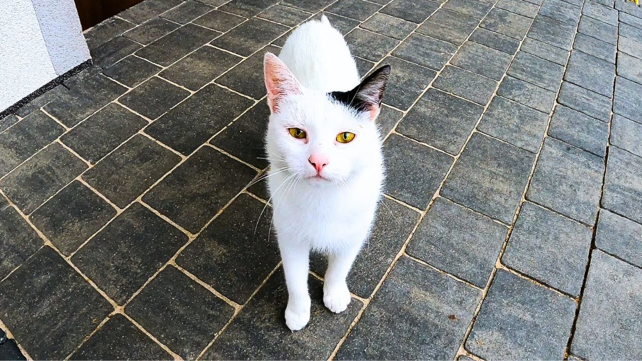 Stara miłość nigdy nie rdzewieje. Białaska kolejny rok razem