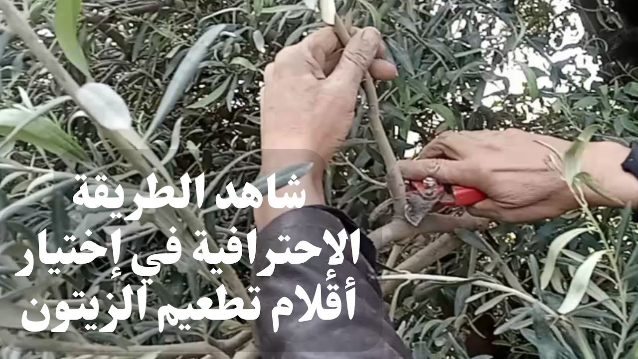 شاهد الطريقة الإحترافية في إختيار أقلام تطعيم الزيتون /Professional selection of olive grafting pens