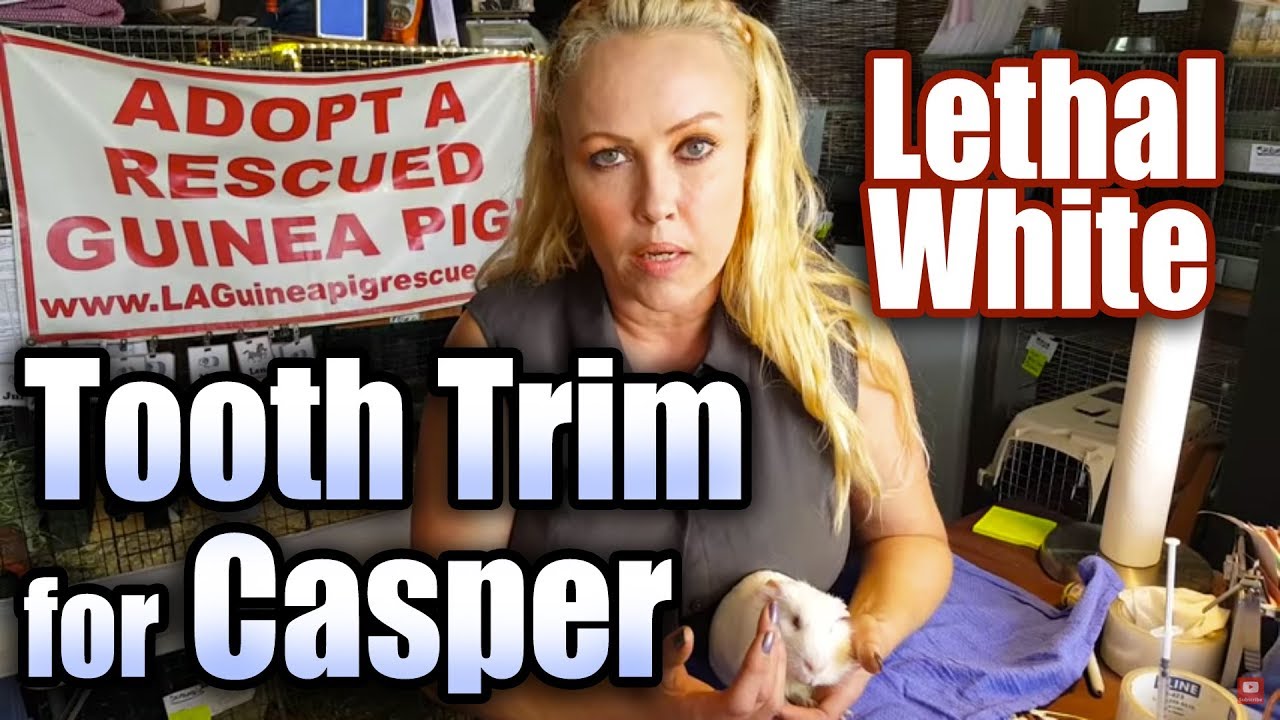 Tooth Trim for Casper the Lethal White Guinea Pig