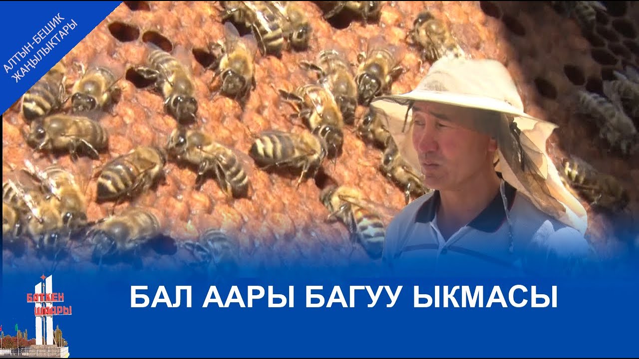 БАЛ ААРЫ БАГУУ ЫКМАСЫ