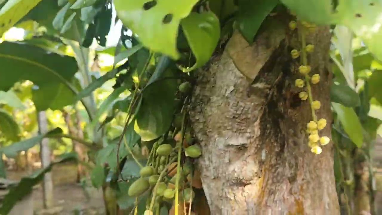 Mùa trái cây sắp đến 