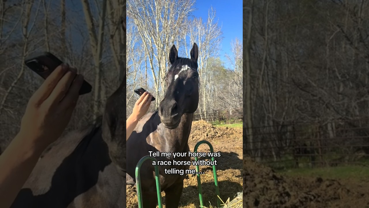Horse Memory Test