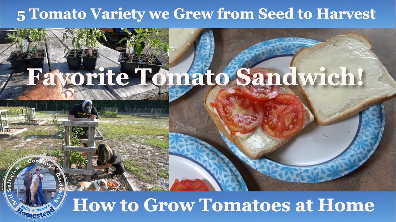 5 Tomato Variety we Grew from Seed to Harvest | How to Grow Tomatoes