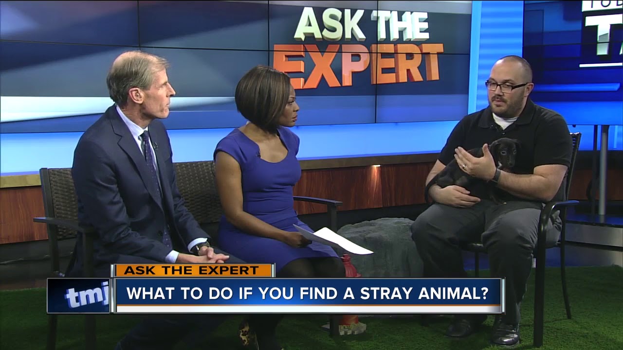 Ask the Expert: What to do with stray animals