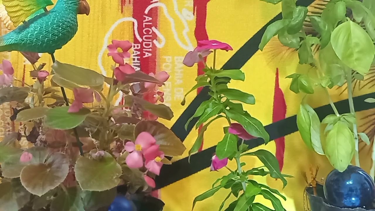 Clasificaciòn de los Vegetales , 21 feb 2026
