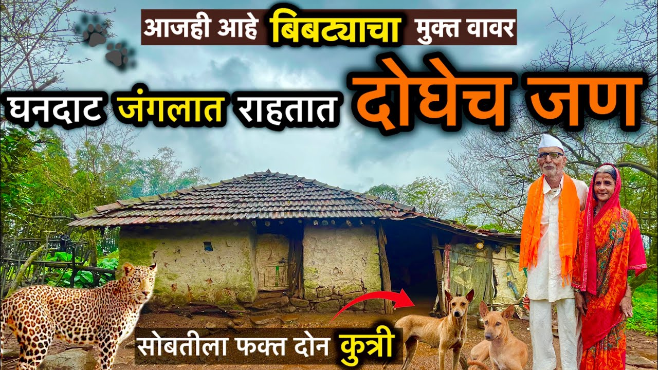 या घनदाट जंगलात राहतात दोघेच जण | वन्य प्राण्यांचा आजही वावर 🛖🌳🐆 #jungle #rajgad #torna #forest 