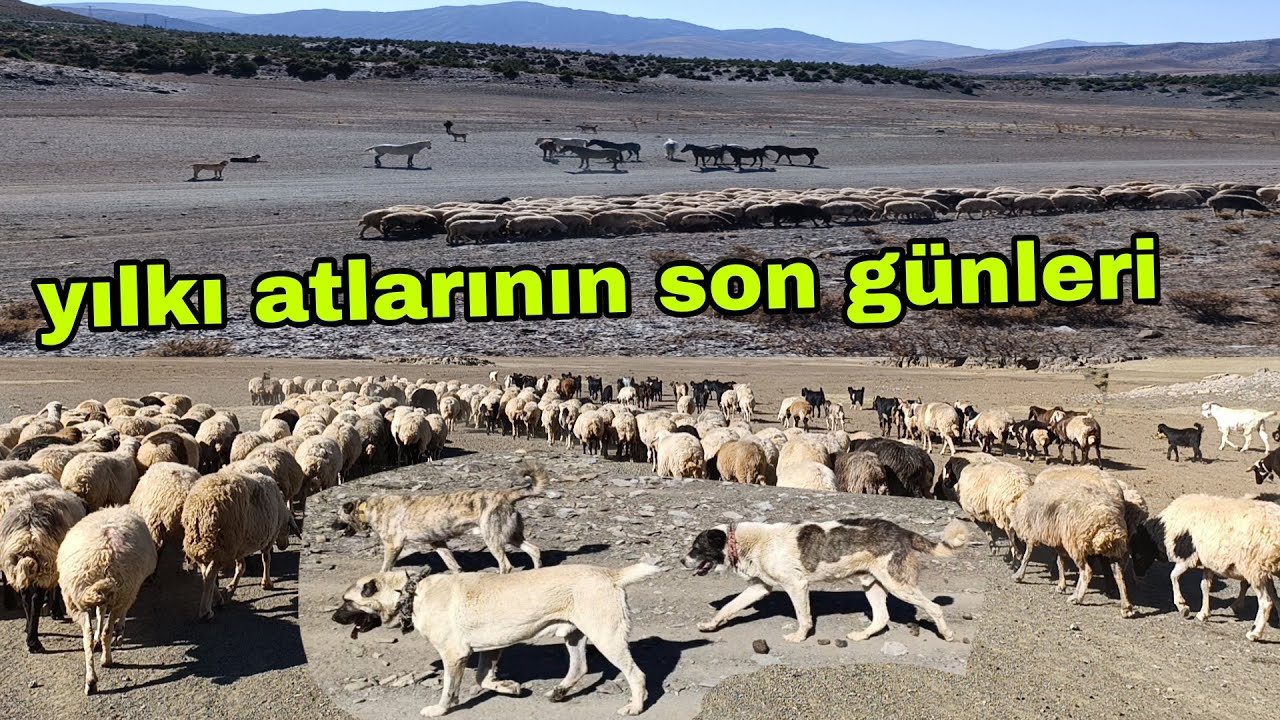  ÖZGÜRCE DOLAŞAN BİZİM BURALARIN SON YILKI ATLARI 