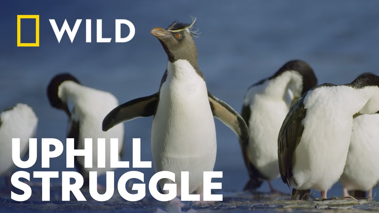 The Rockhopper Penguins Way Of Life | Incredible Animal Journeys | National Geographic  WILD UK