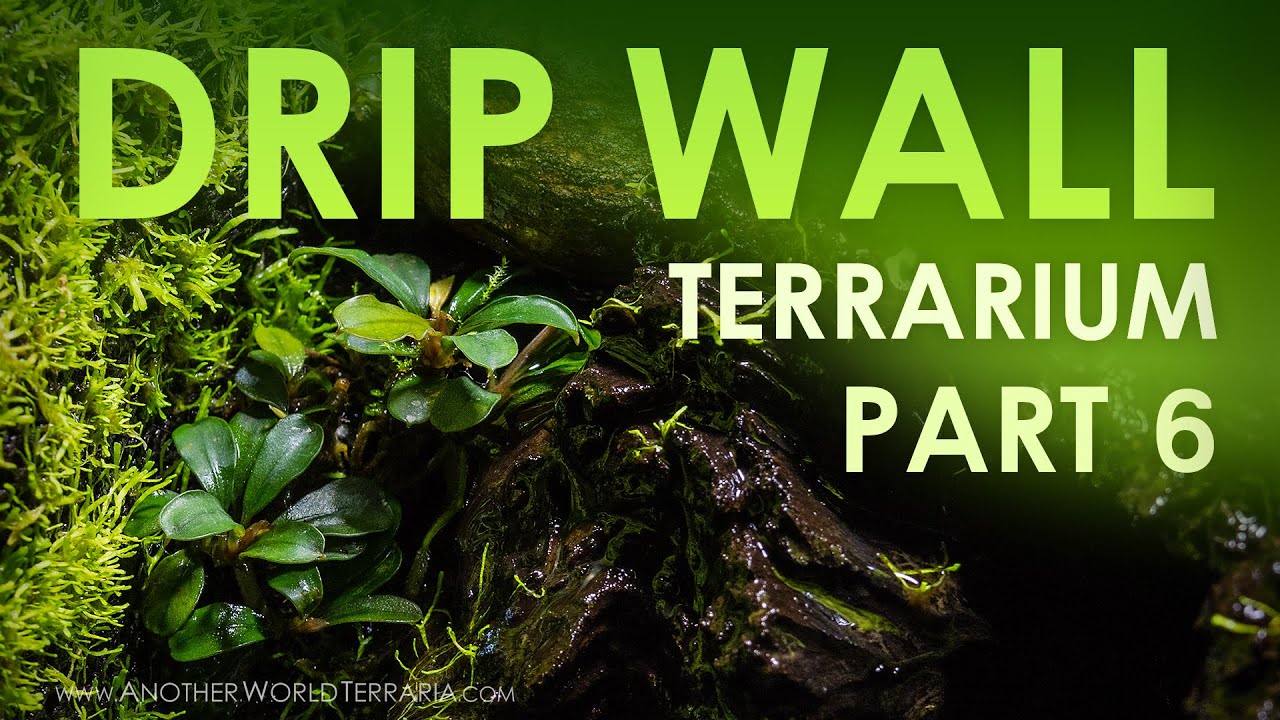 How I Built the Drip-Wall Terrarium 10G  - Part 6
