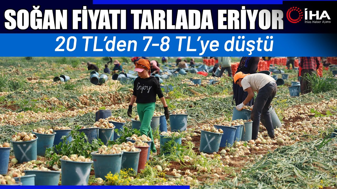 Tarlada Soğan Fiyatı 7-8 Liraya Kadar Düştü